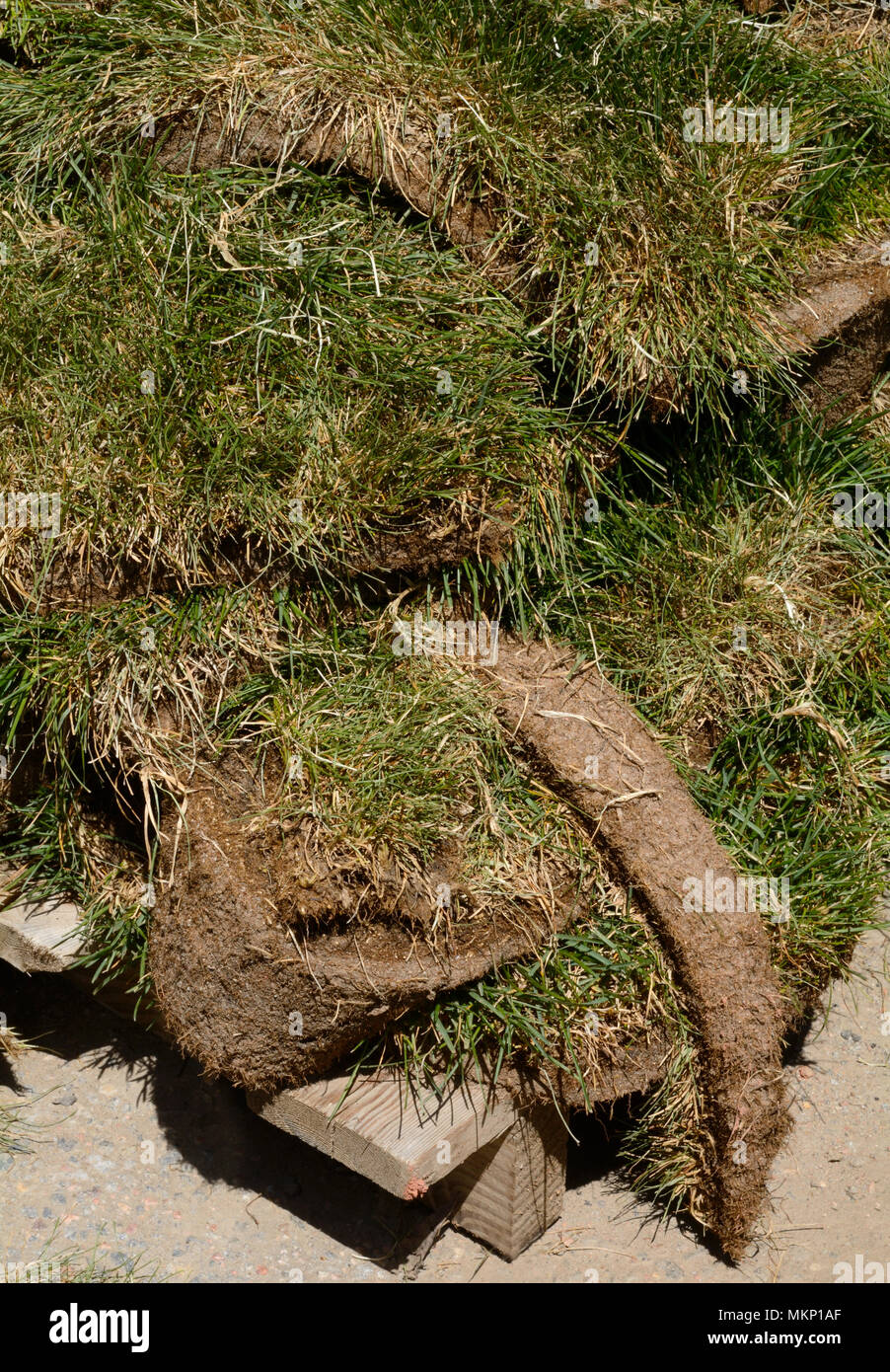 Close up di pallet di prodotti agricoli erba verde zolla di patch in attesa di essere installata in corrispondenza di un sito in costruzione Foto Stock