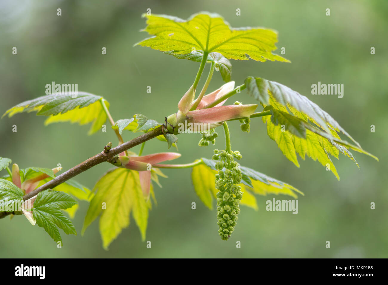 Platano (Acer pseudoplatanus) albero in fiore. Pannocchie di fiori monoica sugli impianti di famiglia Sapindaceae Foto Stock