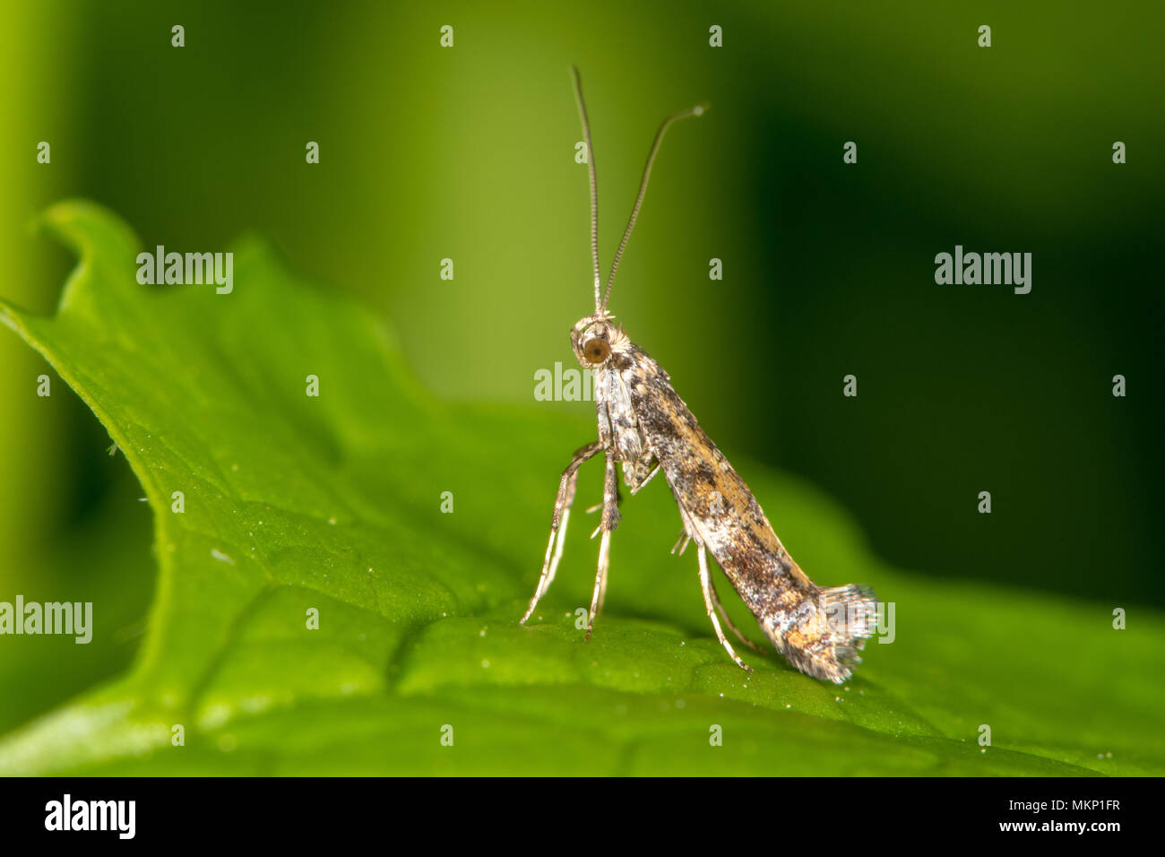 Gracillaria syringella micro moth. Piccolo insetto della famiglia Gracillariidae, che può essere una peste sul lilla e ligustro Foto Stock