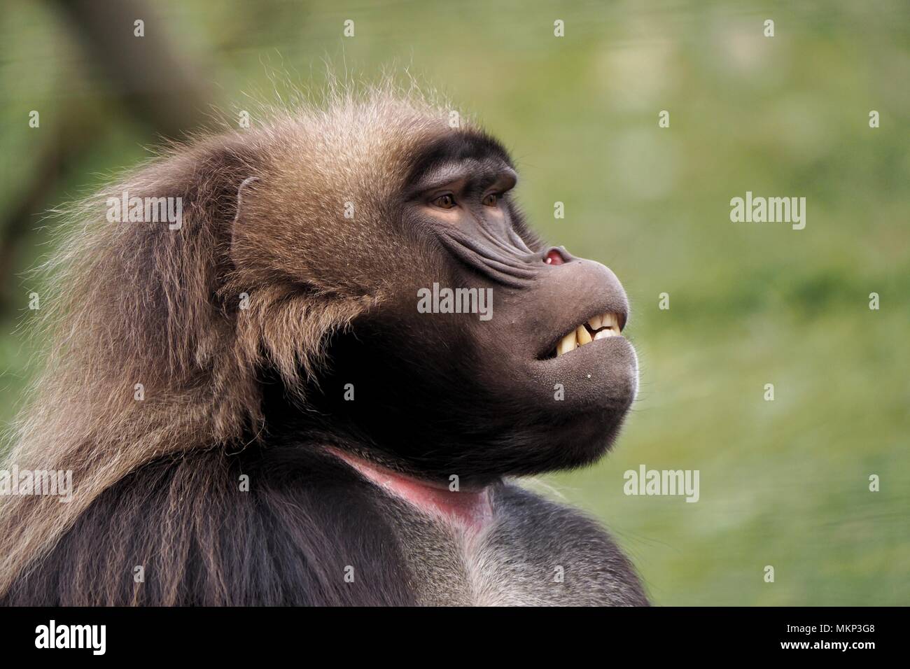 Ritratto di un babbuino Gelada alla ricerca tesa a destra con fuori fuoco sfondo erbosa. Foto Stock