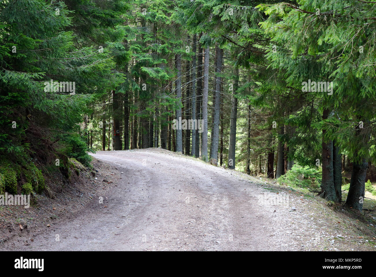Natura, montagne e foreste in Bucovina, Romania Foto Stock
