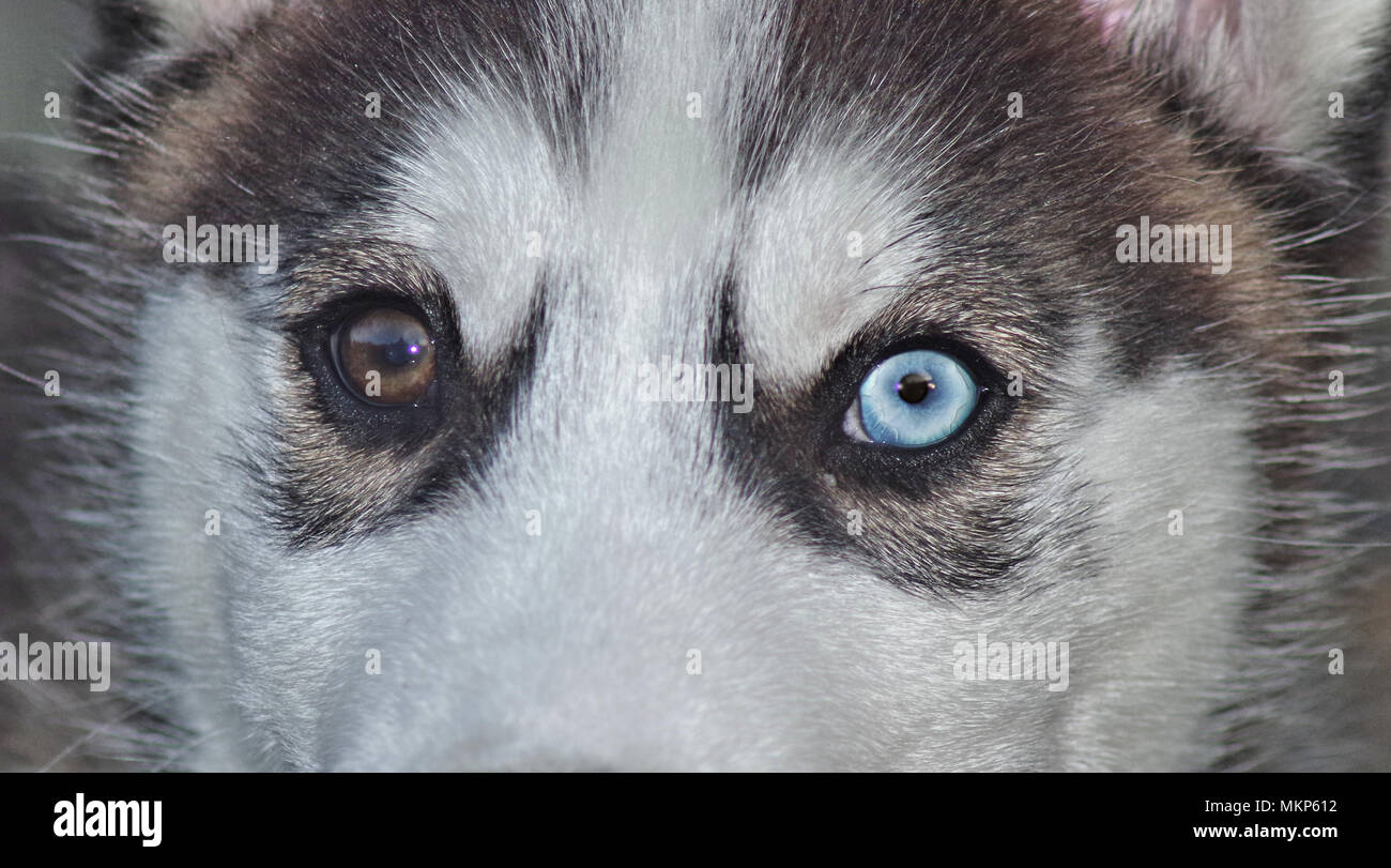 Chiudere La Vista Del Cane Faccia Con Diverso Colore Degli