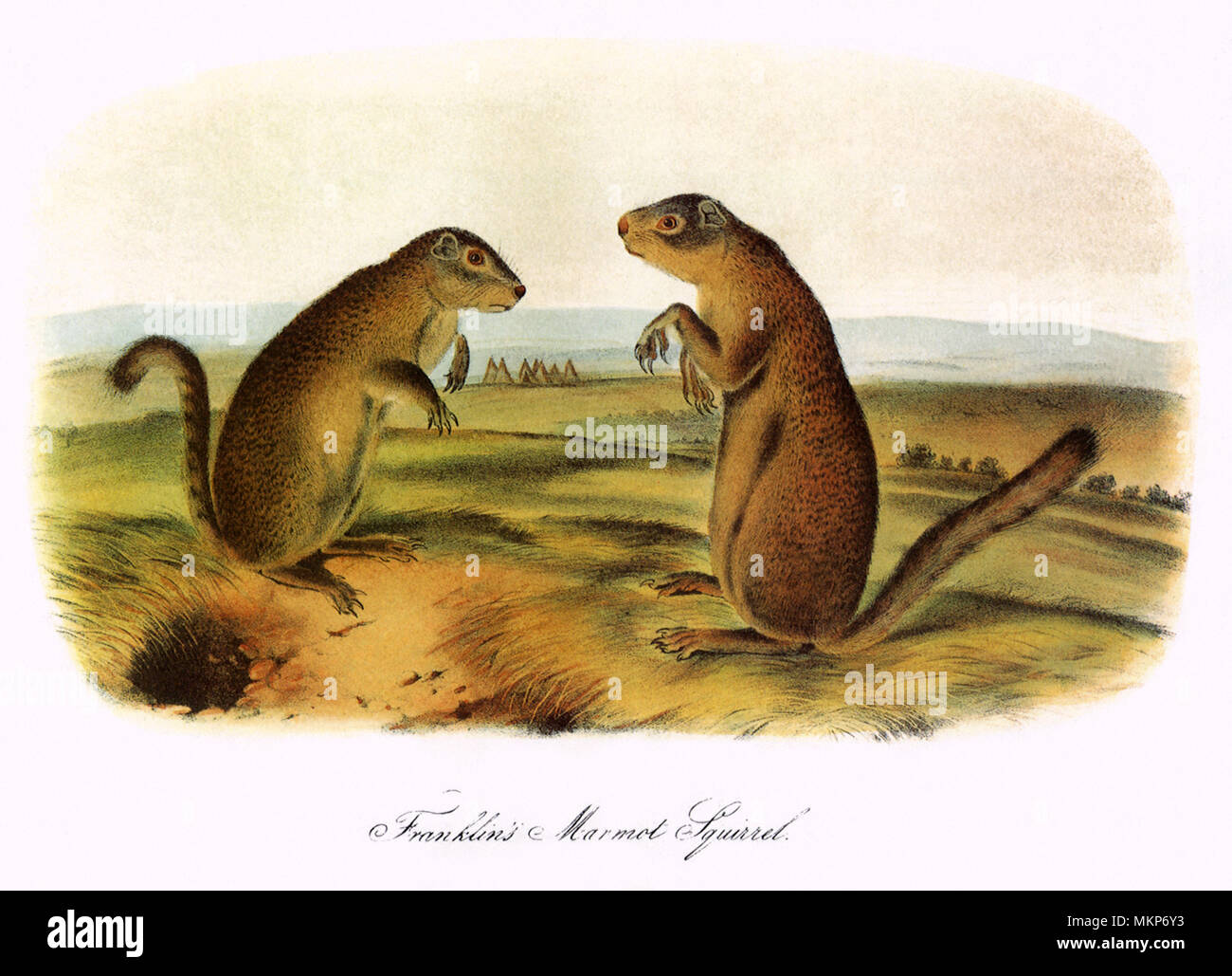 La marmotta scoiattoli Foto Stock