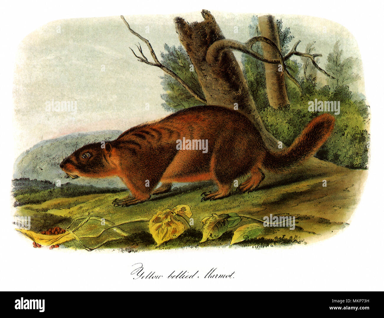 La marmotta Yellow-Bellied Foto Stock