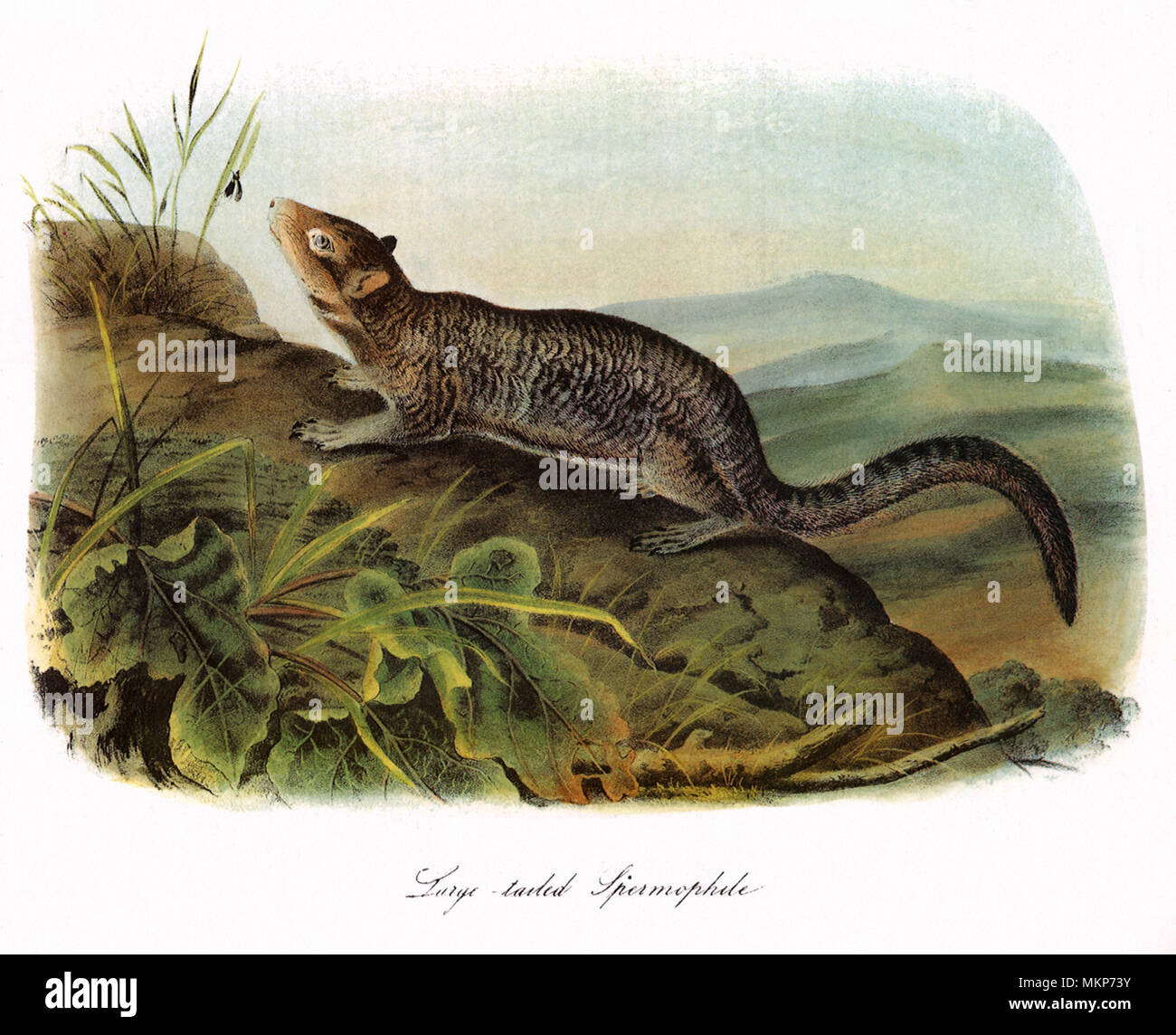 La marmotta Long-Tailed Foto Stock