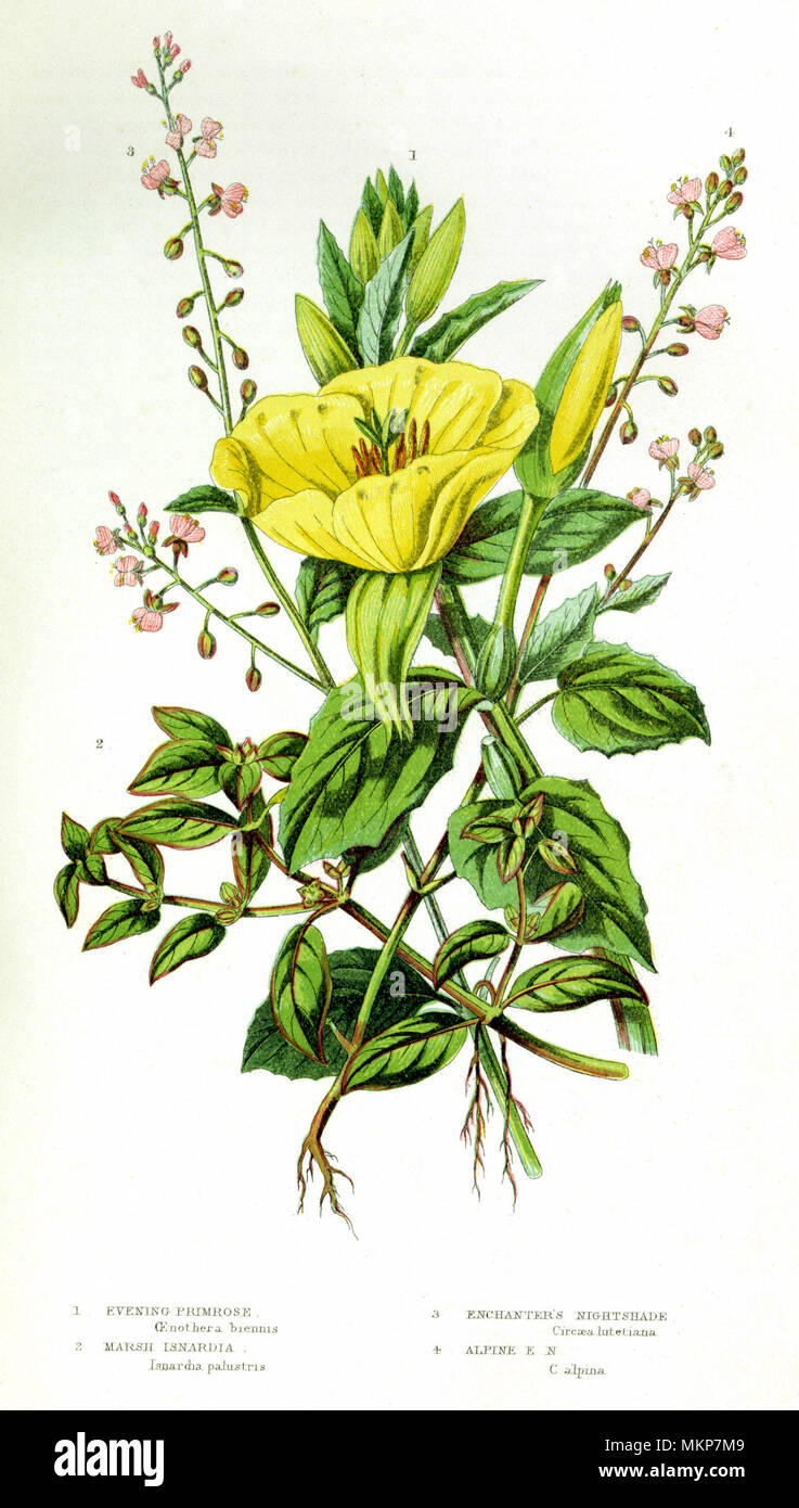 Nightshade, Primrose e Isnardia Foto Stock