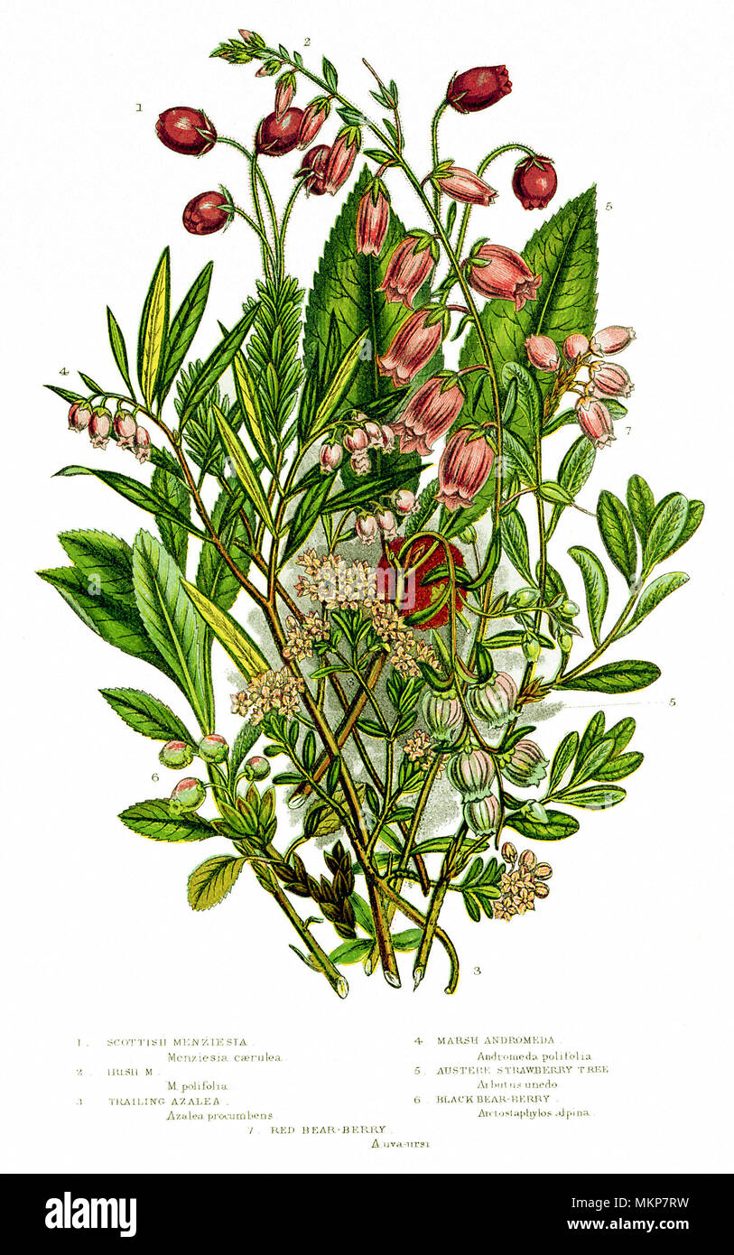 Ericaceous assortiti o piante Heath Foto Stock