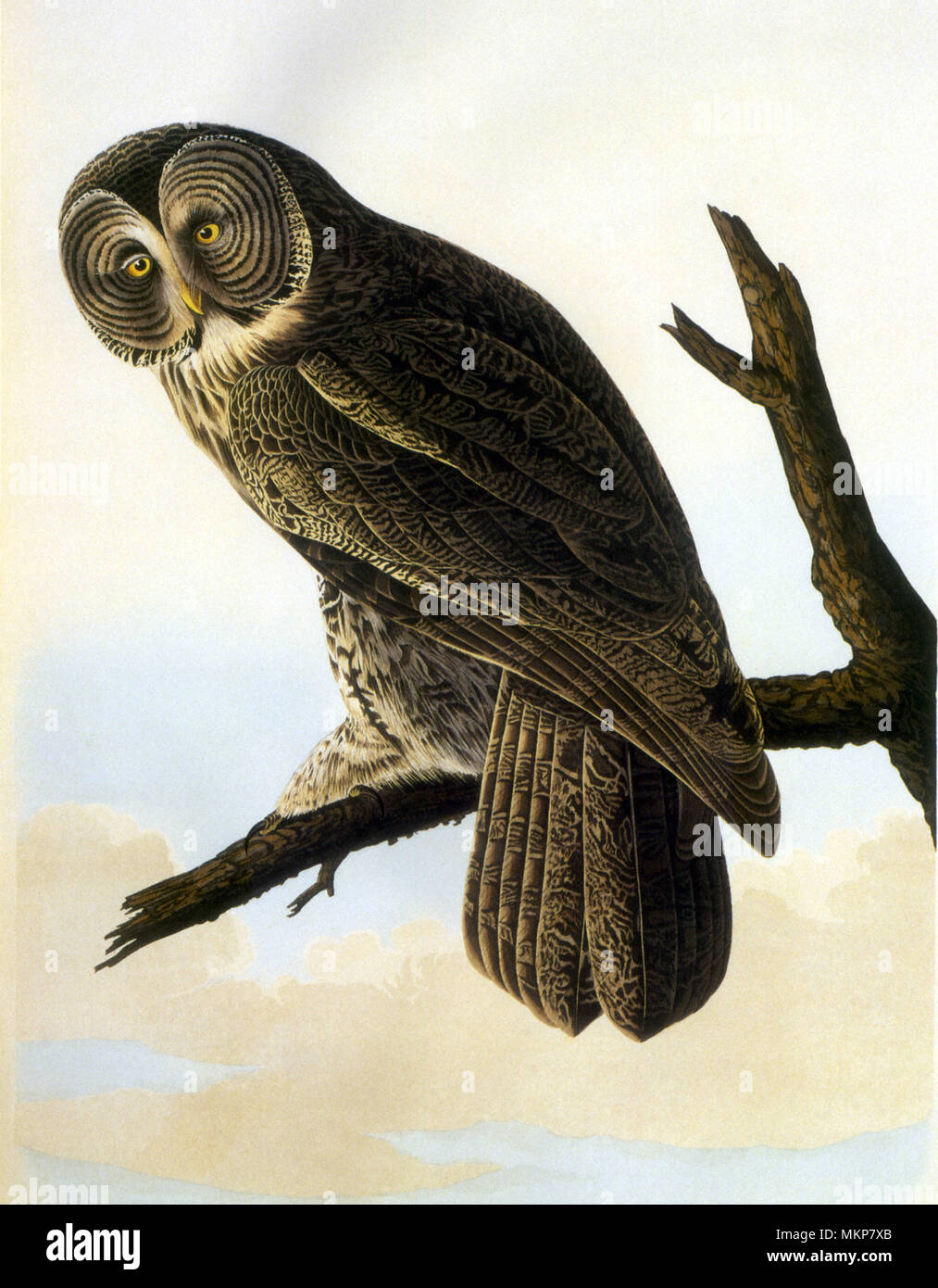 Grande Gufo Cinereous, grande gufo grigio Foto Stock