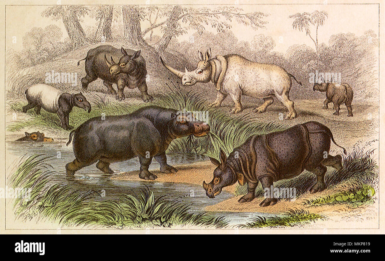 Un assortimento di ippopotami e rinoceronti Foto Stock