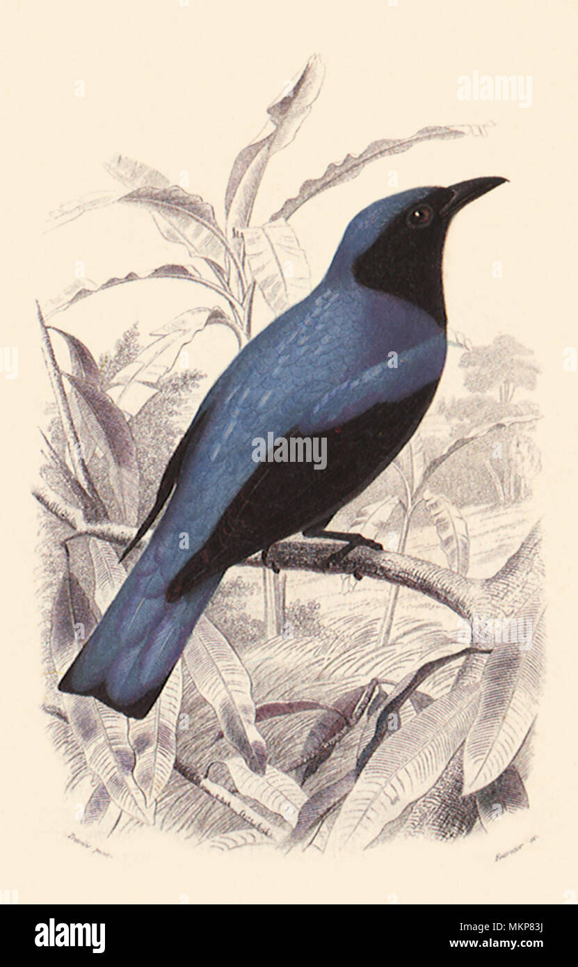 Bianco gonfiato Drongo Foto Stock