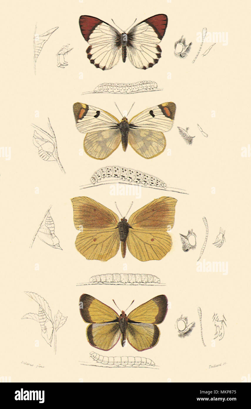Una varietà di farfalle Foto Stock