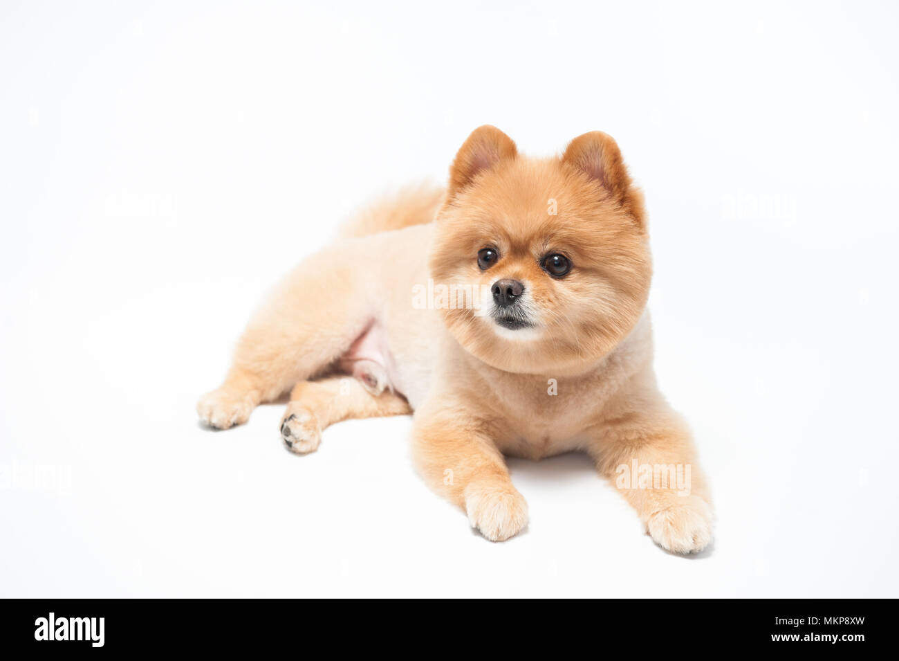 Poco carino marrone capelli corti di Pomerania ritratto di cane, cucciolo pet giacente su sfondo bianco. Foto Stock