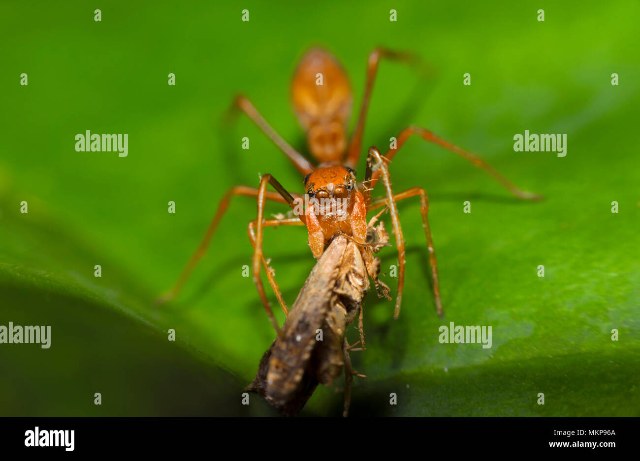 Spider Kerengga ant-come il ponticello come si mangia l'insetto sulla foglia verde Foto Stock