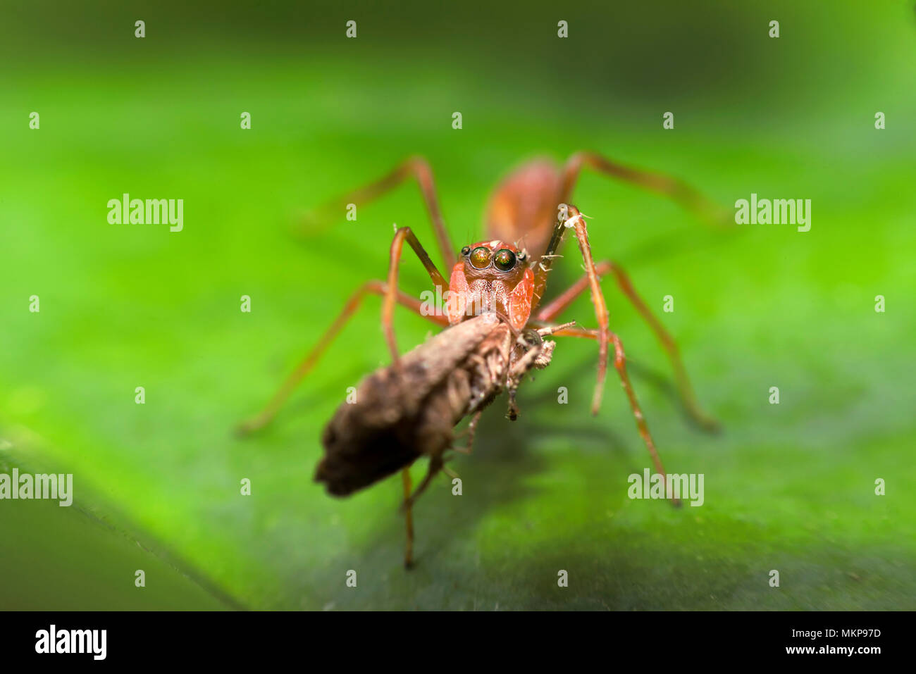 Spider Kerengga ant-come il ponticello come si mangia l'insetto sulla foglia verde Foto Stock