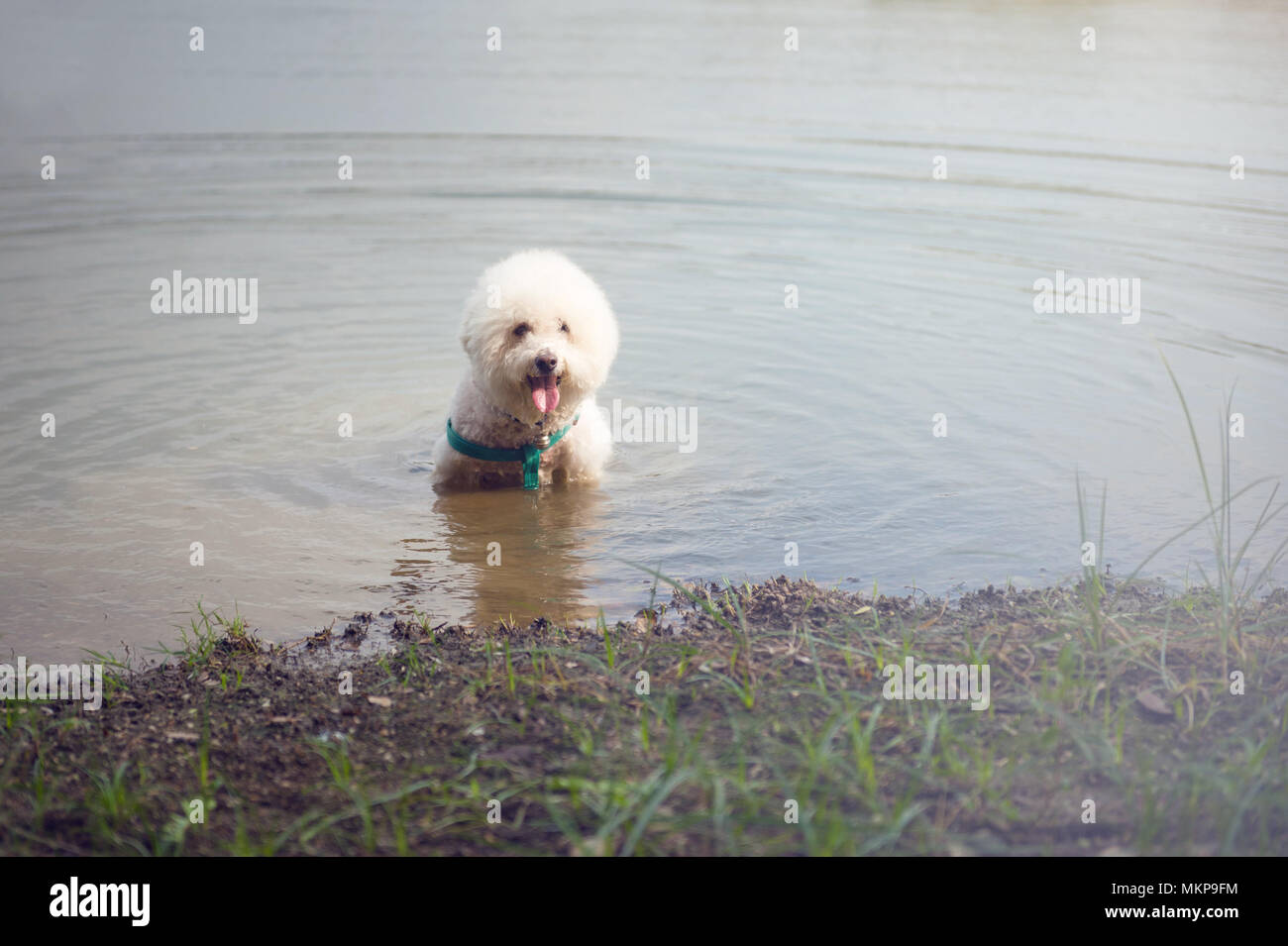 Carino soffice bianco cane barboncino rinfrescante nel lago al parco, Adulti poodle rilassante in acqua Foto Stock