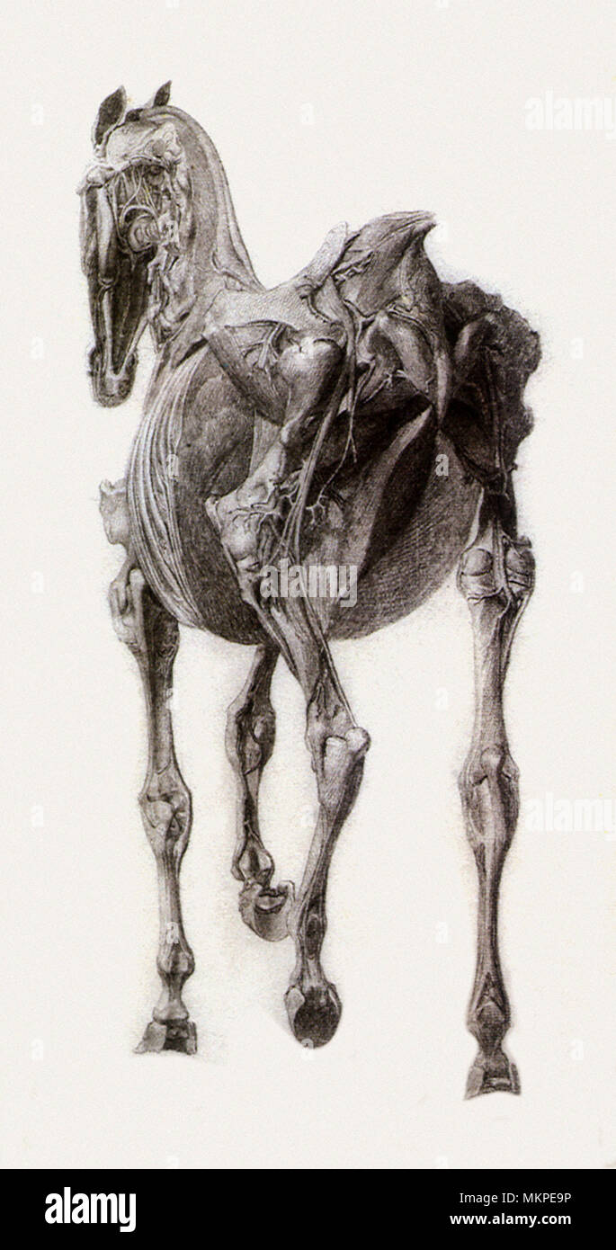 Finito di studiare per la quindicesima tavola anatomica Foto Stock