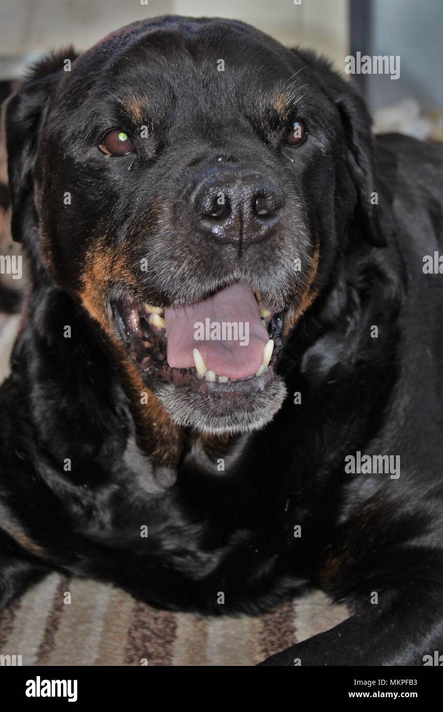 Un undici anni, femmina, pedigree, Rottweiler cane. Foto Stock