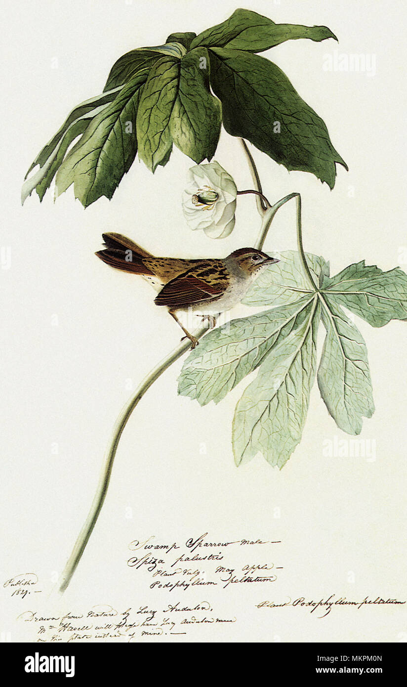 Swamp Sparrow, Melospiza georgiana Foto Stock