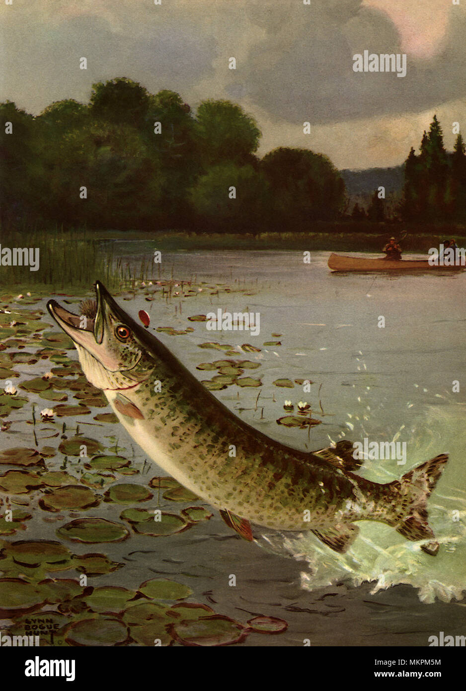 Il pesce salta fuori di acqua Foto Stock