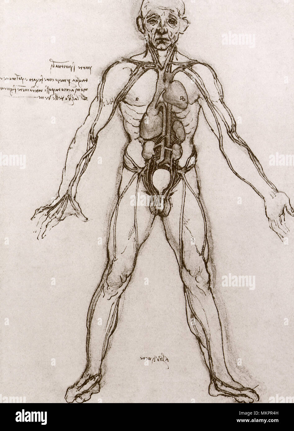Studio anatomico: cuore, organi vitali e arterie principali Foto Stock