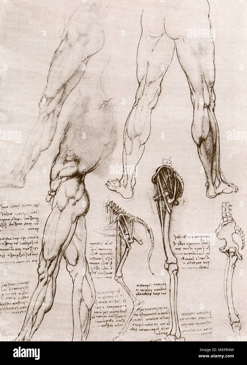 Anatomia comparata di una gamba umana e la gamba di un Cane Foto Stock