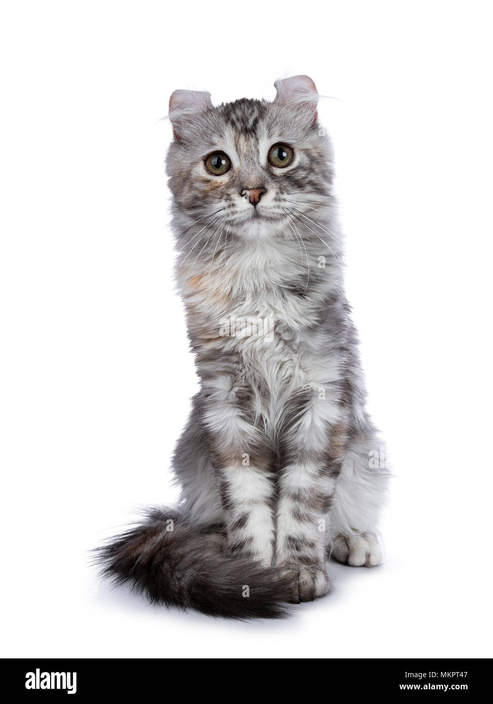 Sorridente tortie silver American Curl gattino seduto dritto fino di fronte alla fotocamera isolati su sfondo bianco e cercando nella lente Foto Stock