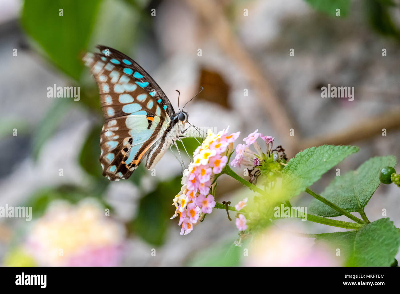 Comune di Jay (Graphium doson) mangiare sulla pianta Foto Stock
