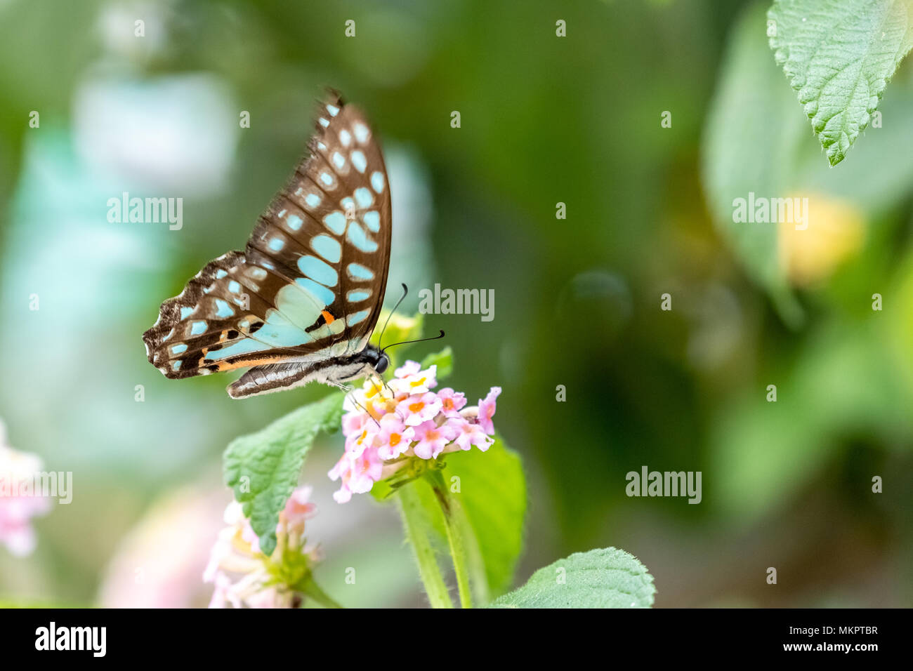 Comune di Jay (Graphium doson) mangiare sulla pianta Foto Stock