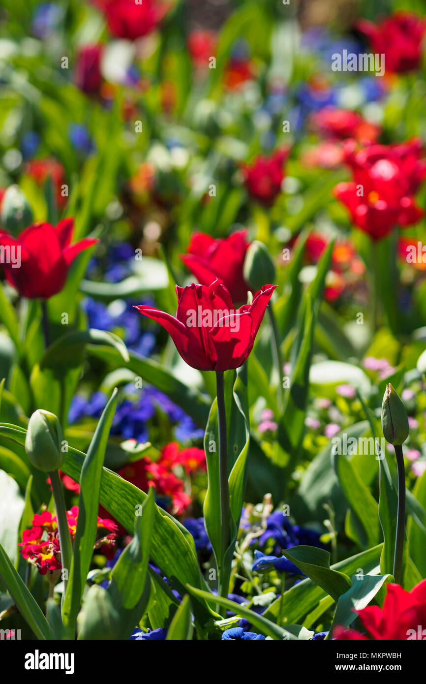 Letto di tulipani Foto Stock