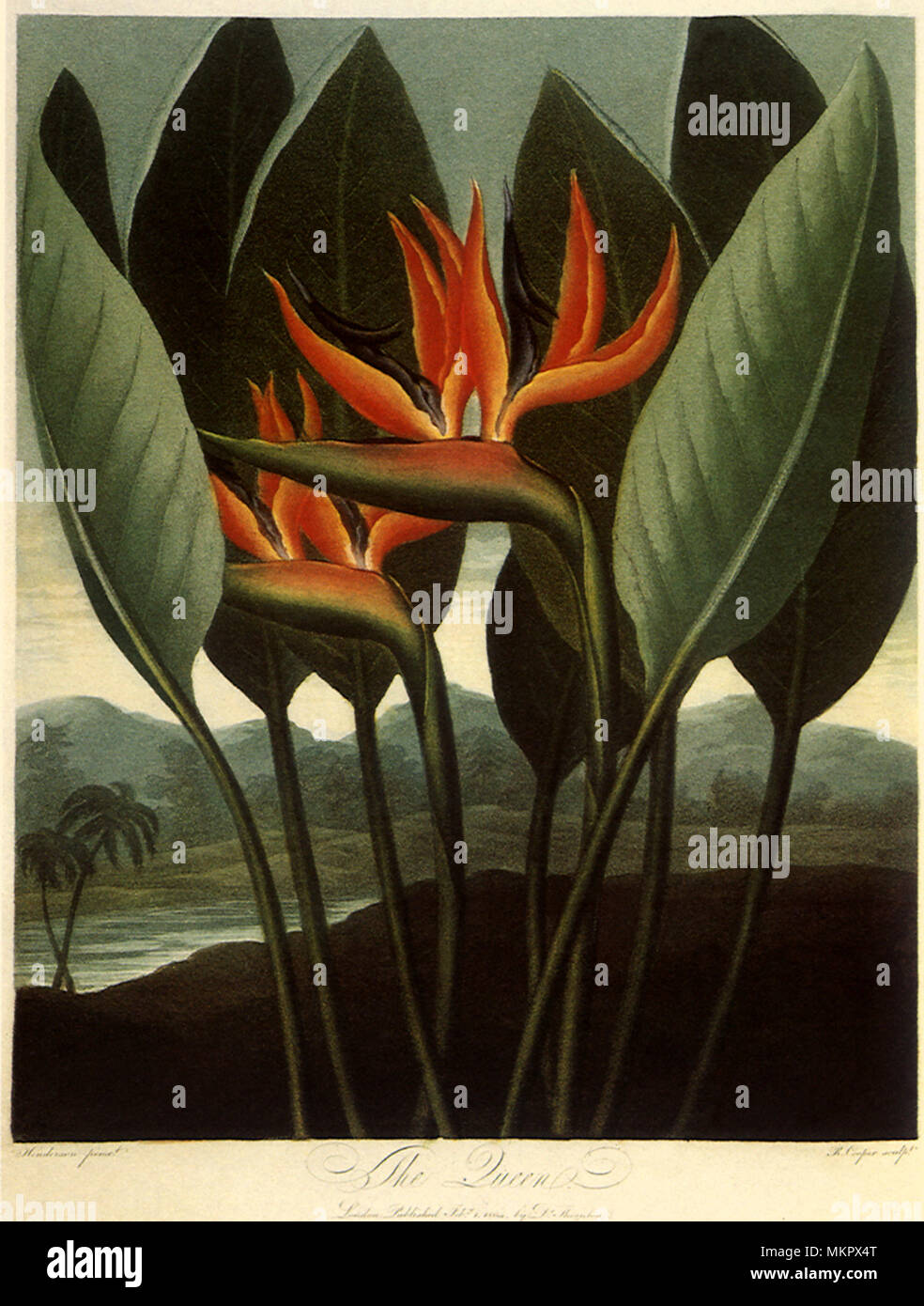 Uccello del paradiso, Strelitzia reginae Foto Stock