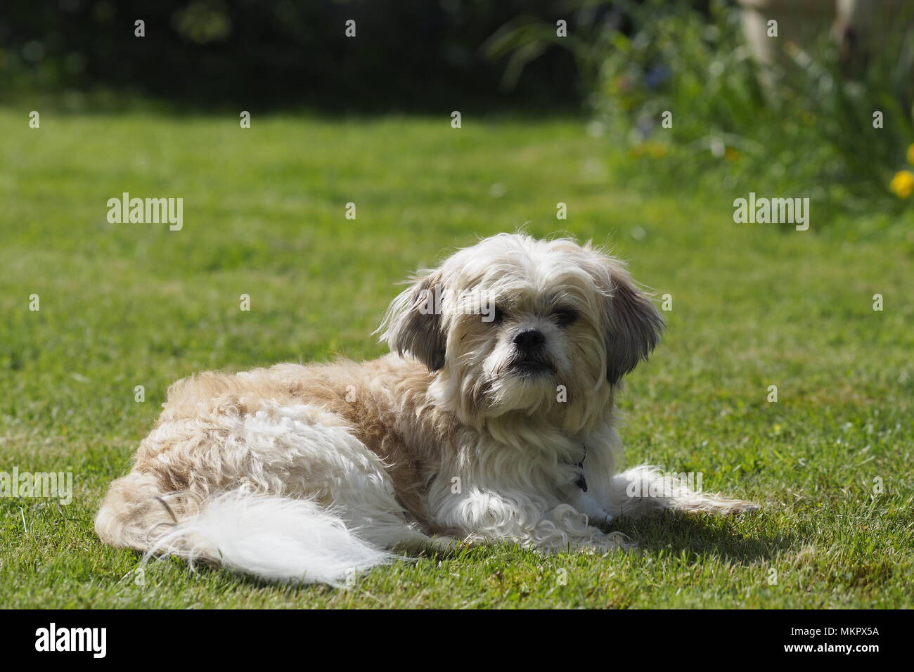 Shih Tzu sdraiati sull'erba Foto Stock