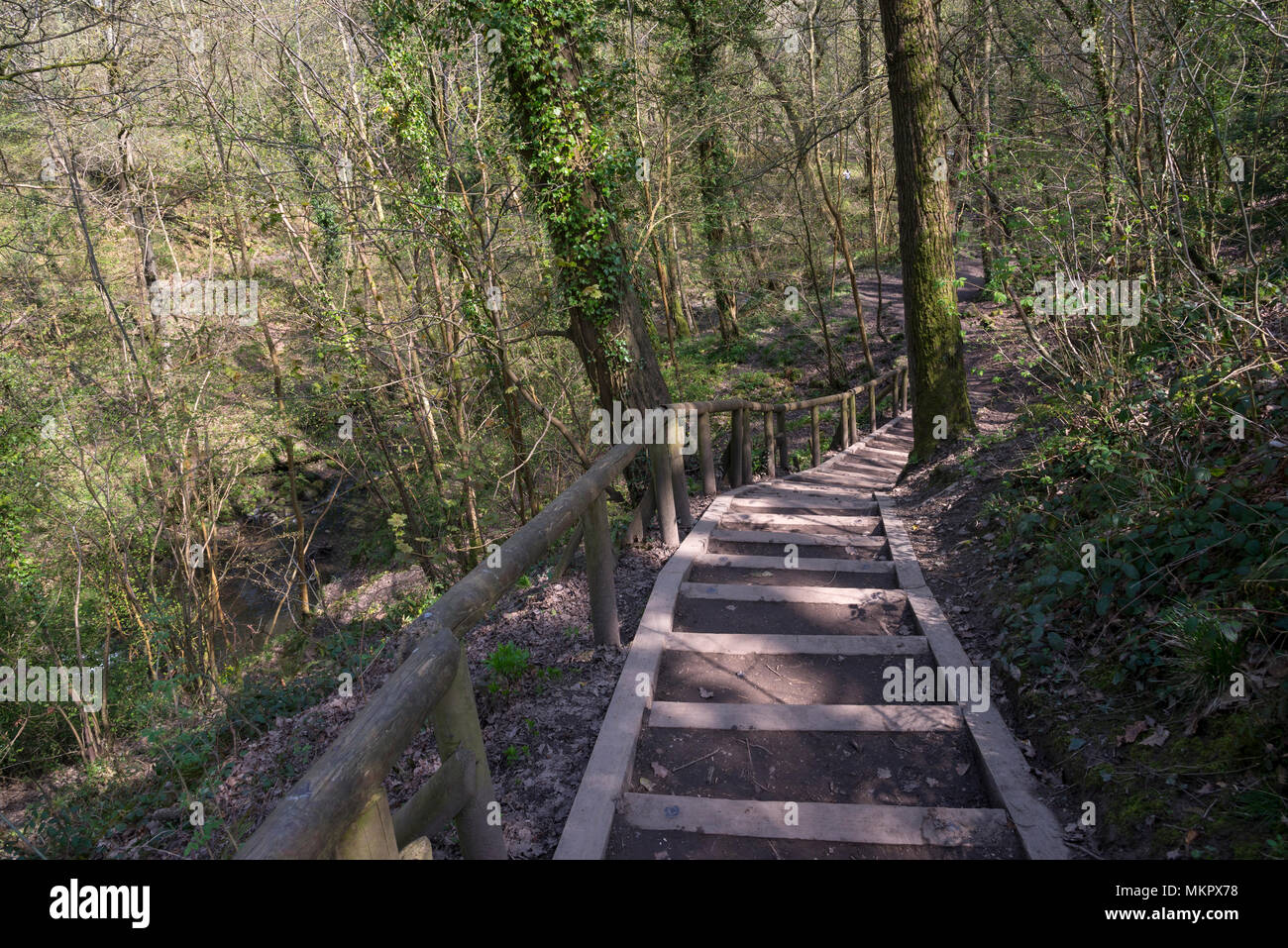 Passi da Ewloe castle verso il basso nei boschi di Wepre country park, Ewloe, il Galles del Nord. Una soleggiata giornata di primavera. Foto Stock