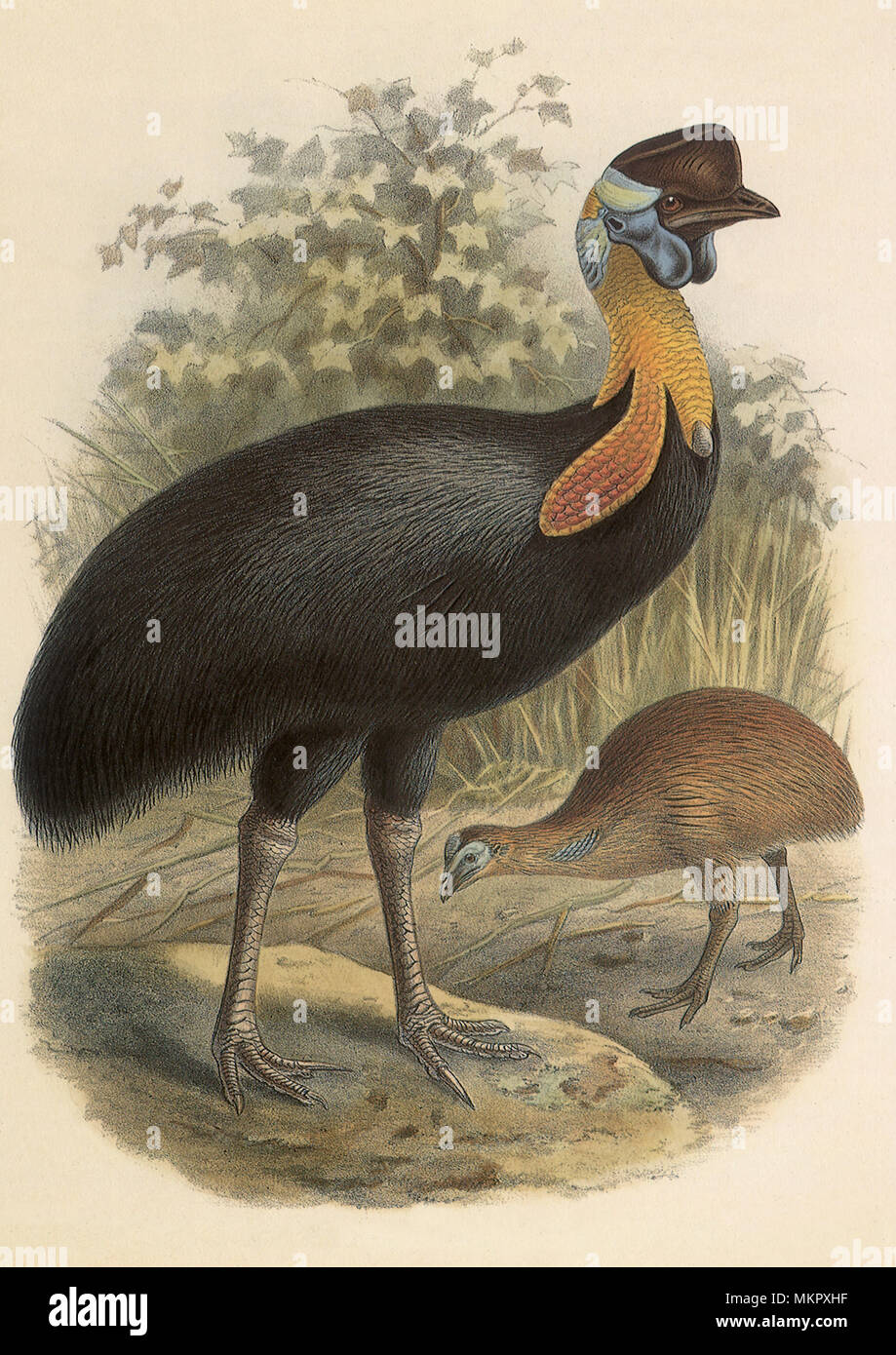 One-wattled, Casuario Casuarius unappendiculatus Foto Stock