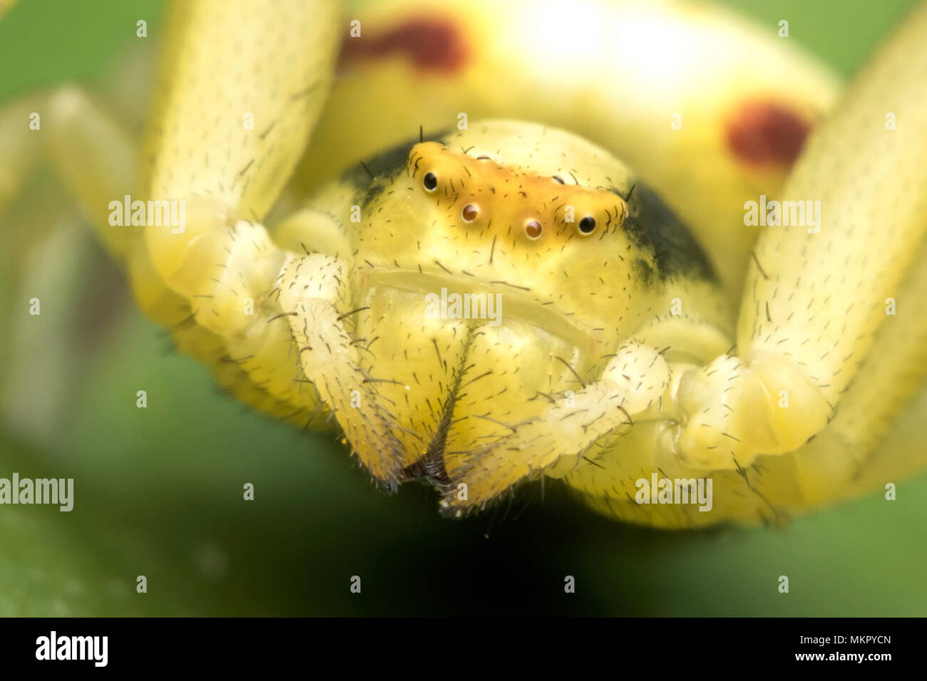 In prossimità della faccia di un ragno granchio (Misumena vatia) Tipperary, Irlanda Foto Stock