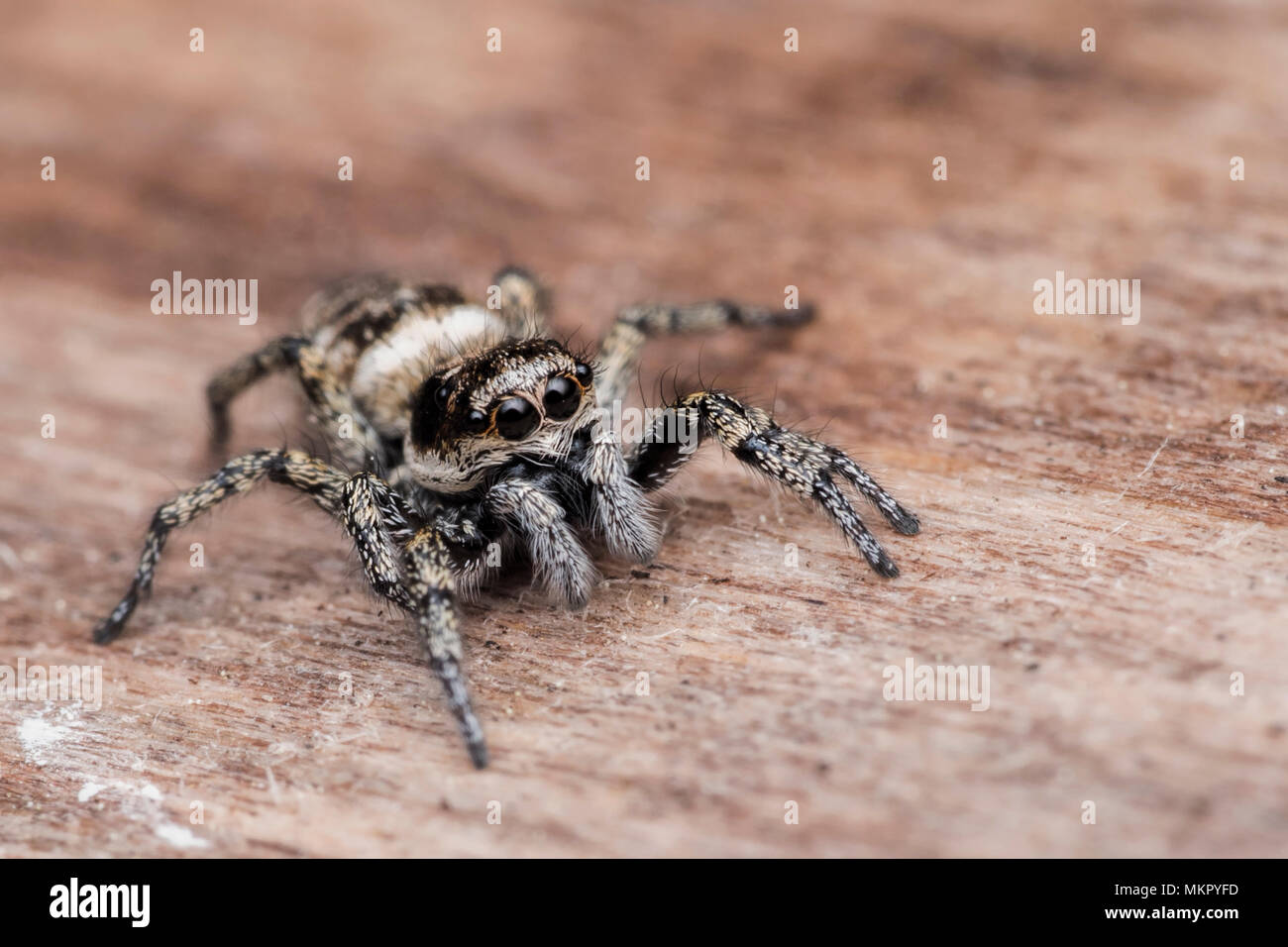 Jumping Spider (Salticus scenicus) in appoggio su una sede esterna. Tipperary, Irlanda Foto Stock