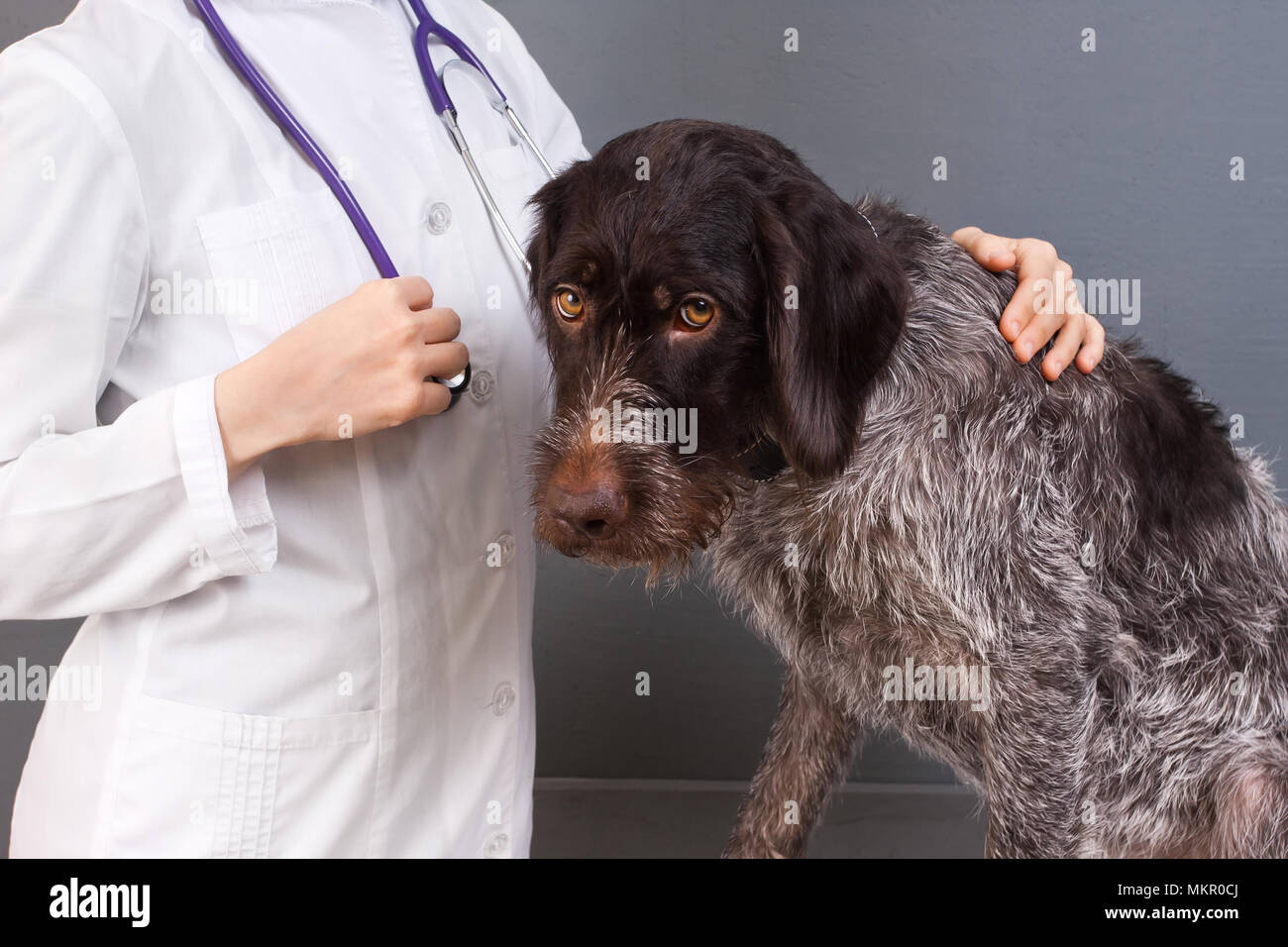 Veterinario con lo stetoscopio e il cane in clinica veterinaria Foto Stock