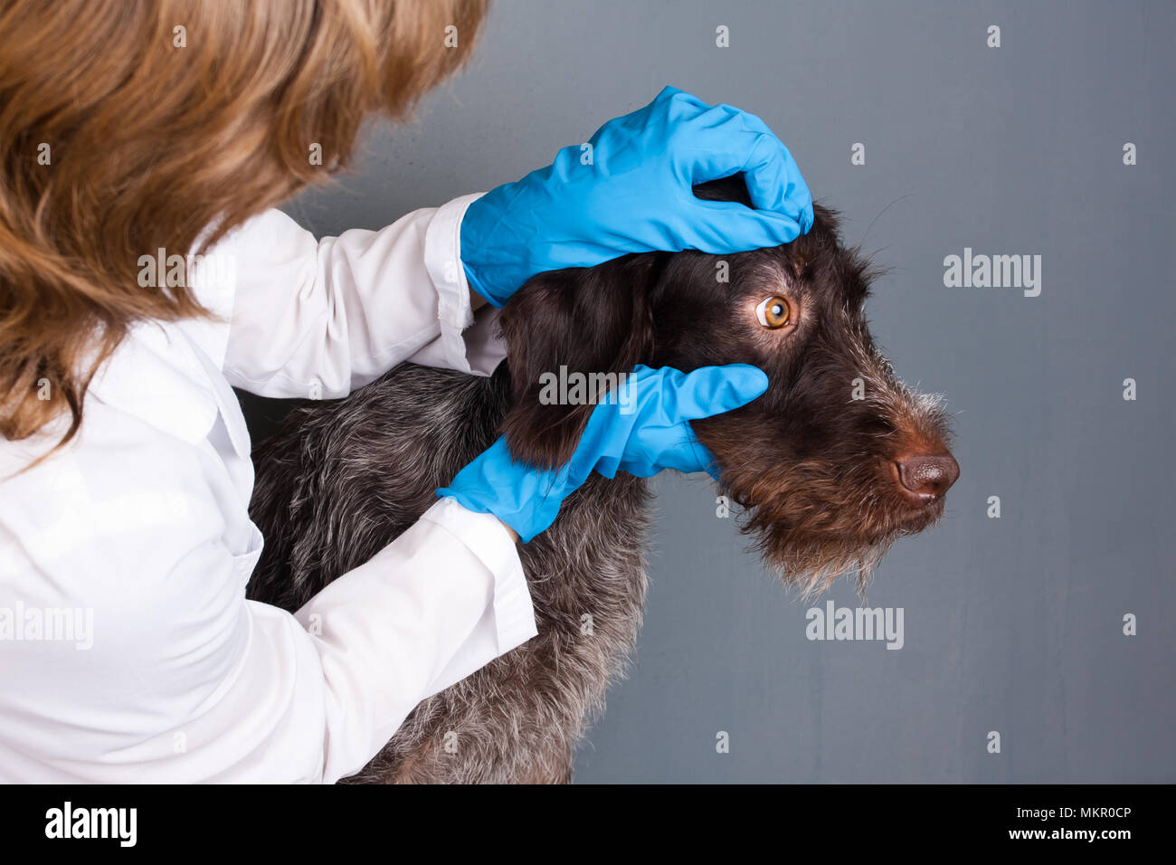 Controllo veterinario degli occhi del cane in clinica veterinaria Foto Stock