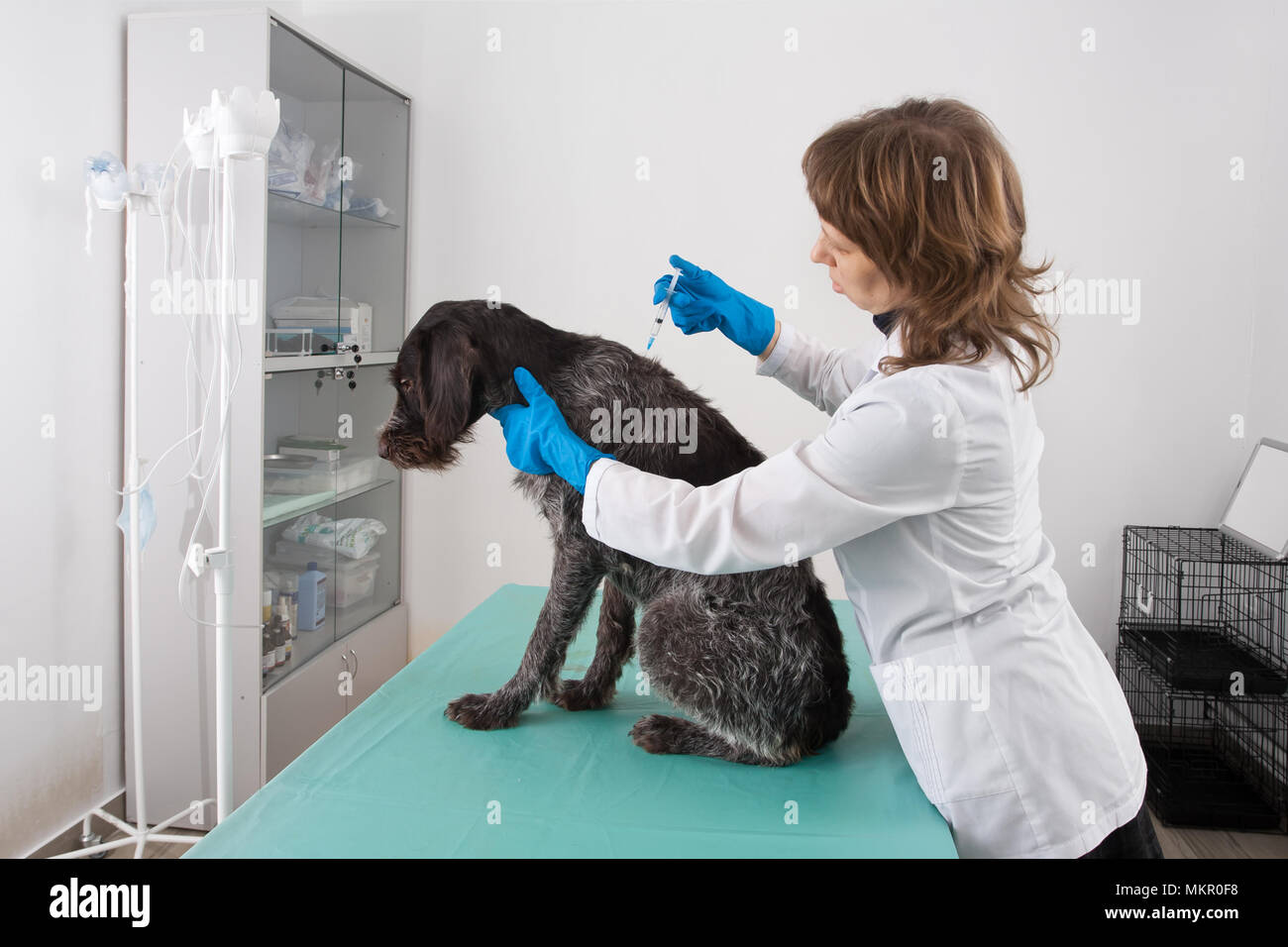 Vet dando una iniezione di cane in clinica veterinaria Foto Stock
