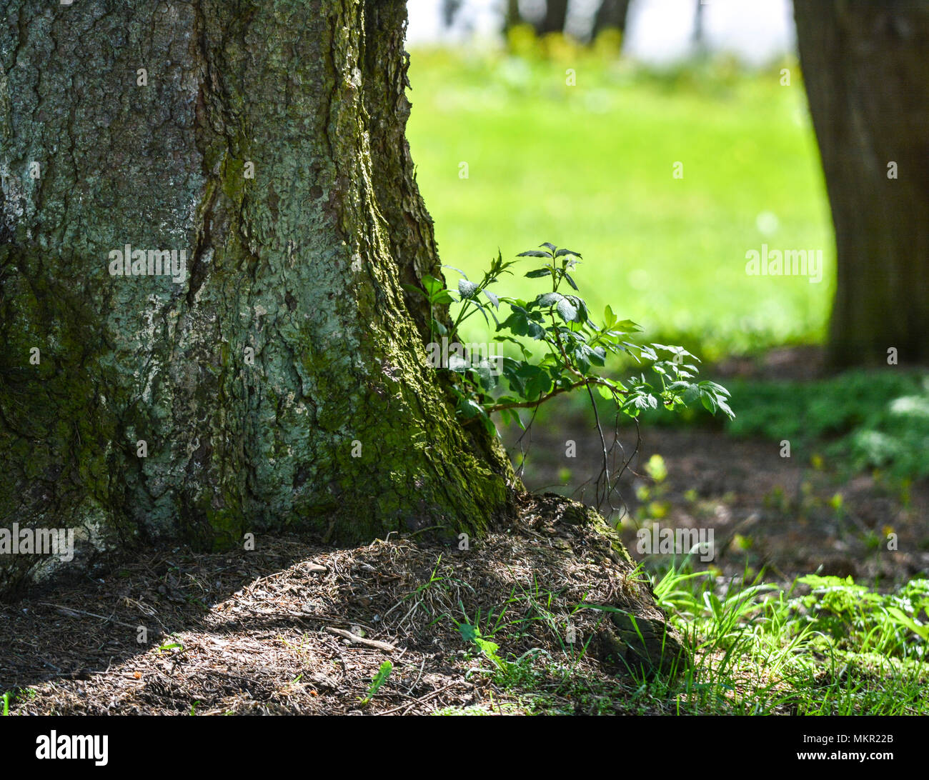 2018-05-08 | Jšnkšping, Svezia: una mistica pianta crescente dall'albero ( foto da: Marcus Vilson | Swe foto per la stampa ) Parole chiave: impianto, Paesaggio, Natura Foto Stock