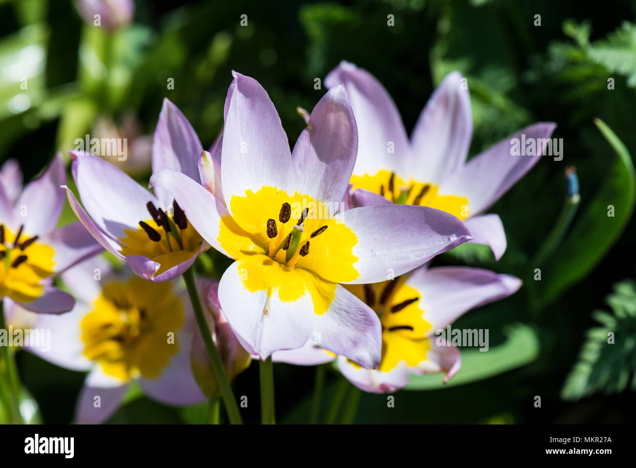 Tulip Humilis Pumila Foto Stock