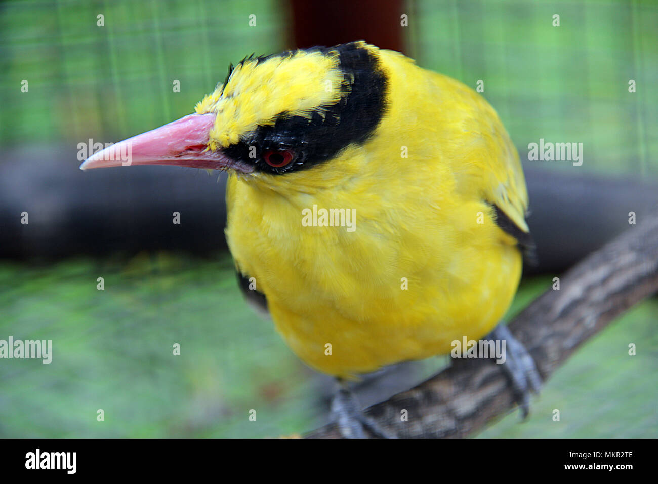 Oriolus chinensis è un canto degli uccelli. Foto Stock