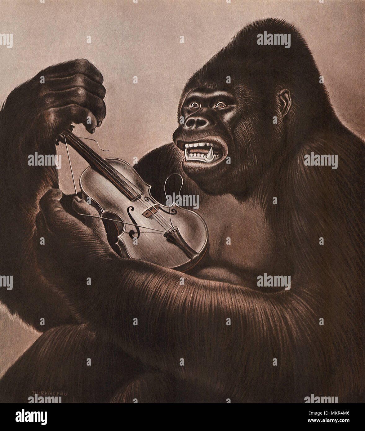Gorilla distrugge violino Foto Stock