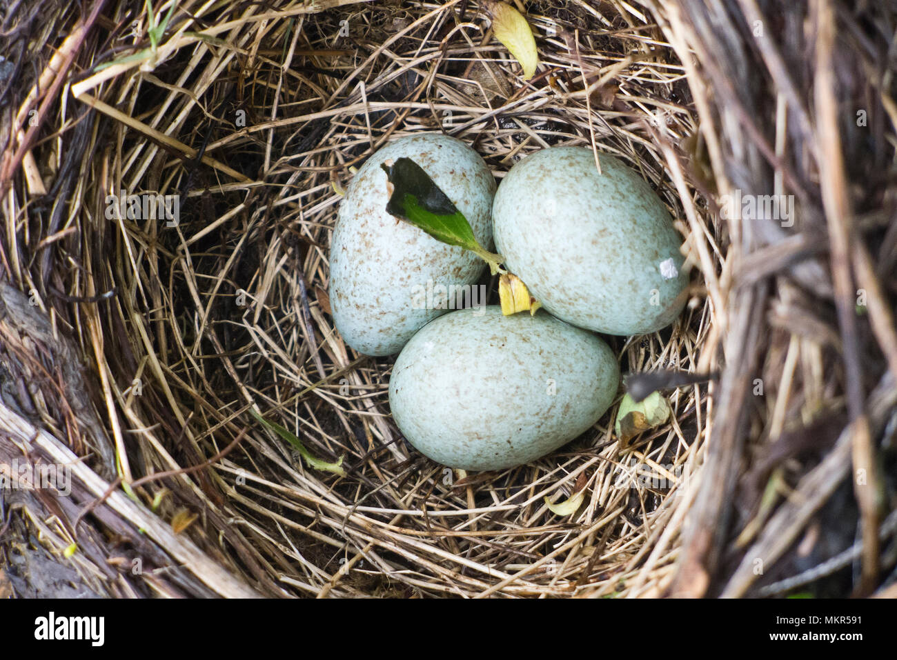 Nido con tre uova blu. Foto Stock