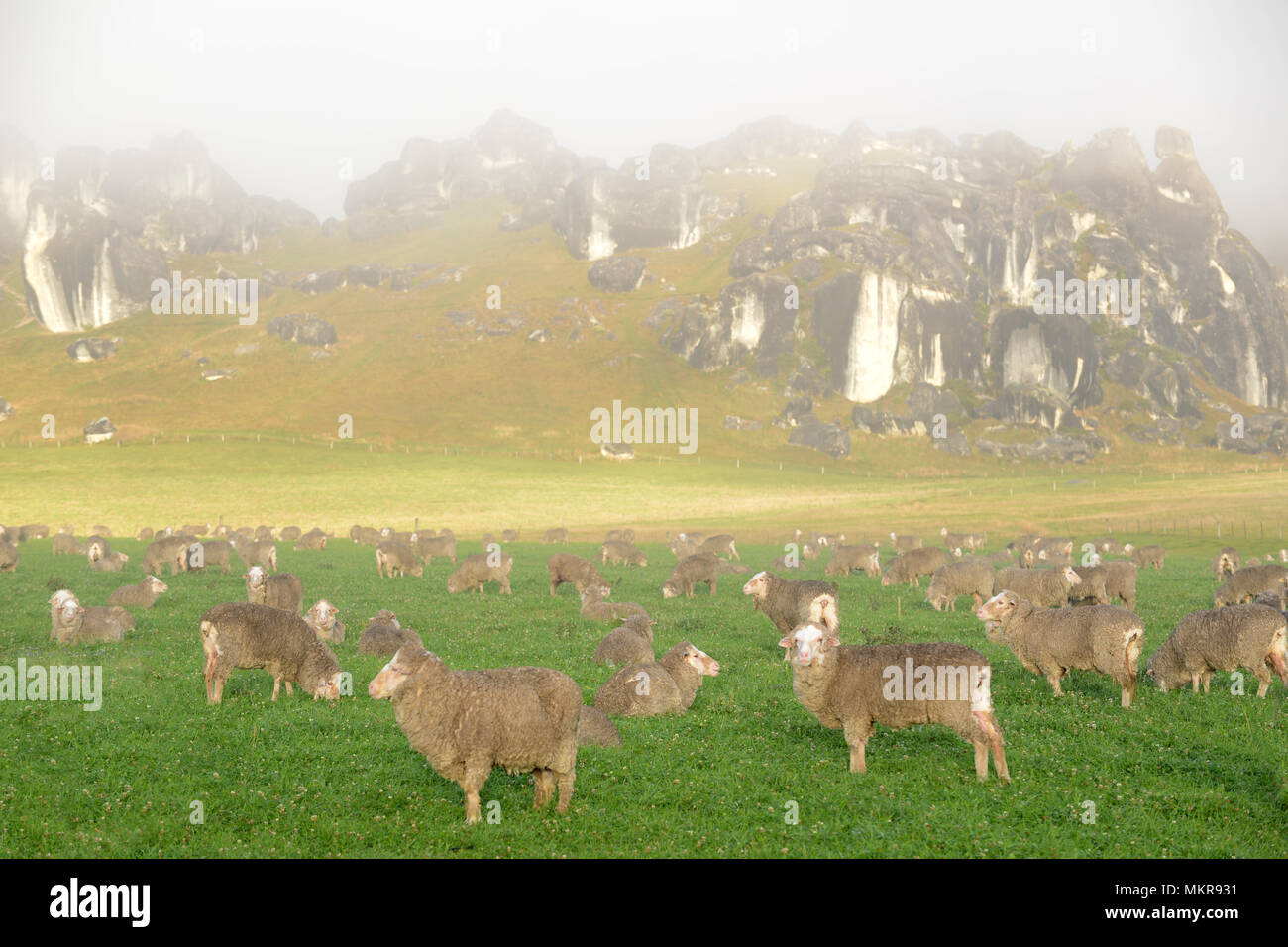 Pecore pascolano durante la mattina presto nei pressi di affioramenti di roccia calcarea a Castle Hill, Isola del Sud, Nuova Zelanda Foto Stock