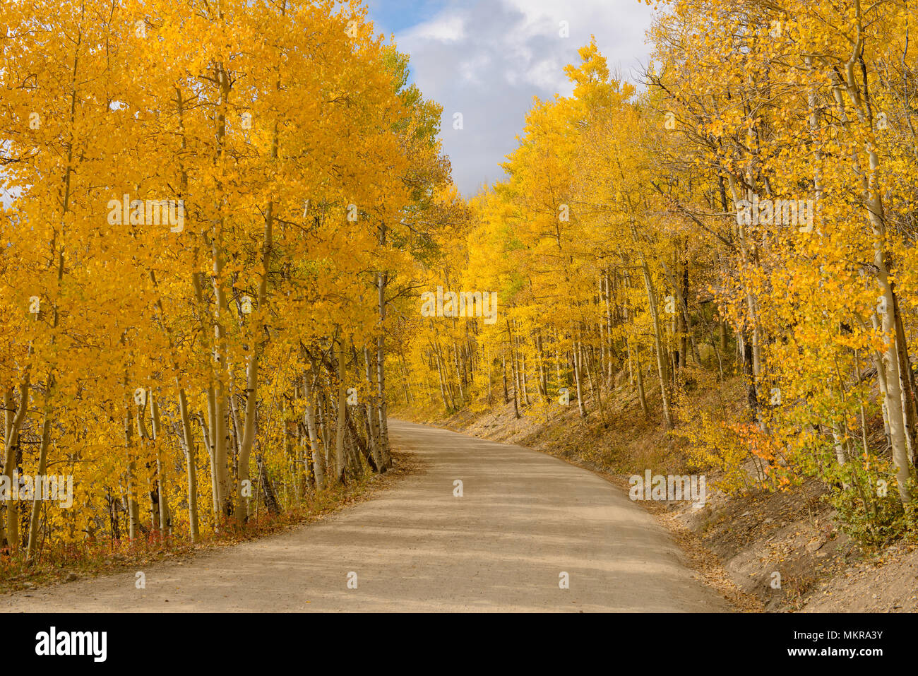 Aspen Grove - Il sole splende su una sterrata strada di montagna, avvolgimento attraverso una fitta Aspen Grove in autunno dorato del Colorado, Boreas Pass, CO, Stati Uniti d'America. Foto Stock