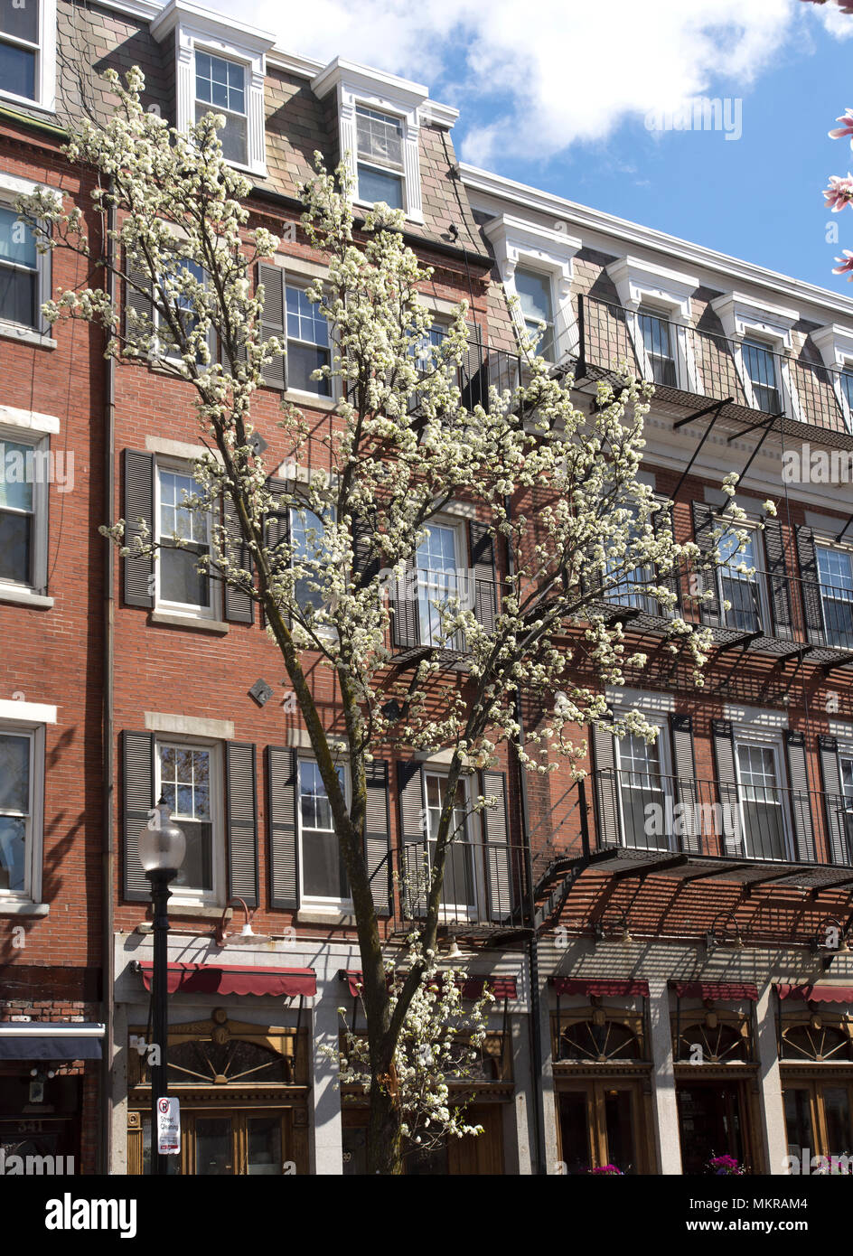 Inizio della primavera fiorisce contro architettura storica nel North End di Boston, Massachusetts, STATI UNITI D'AMERICA Foto Stock