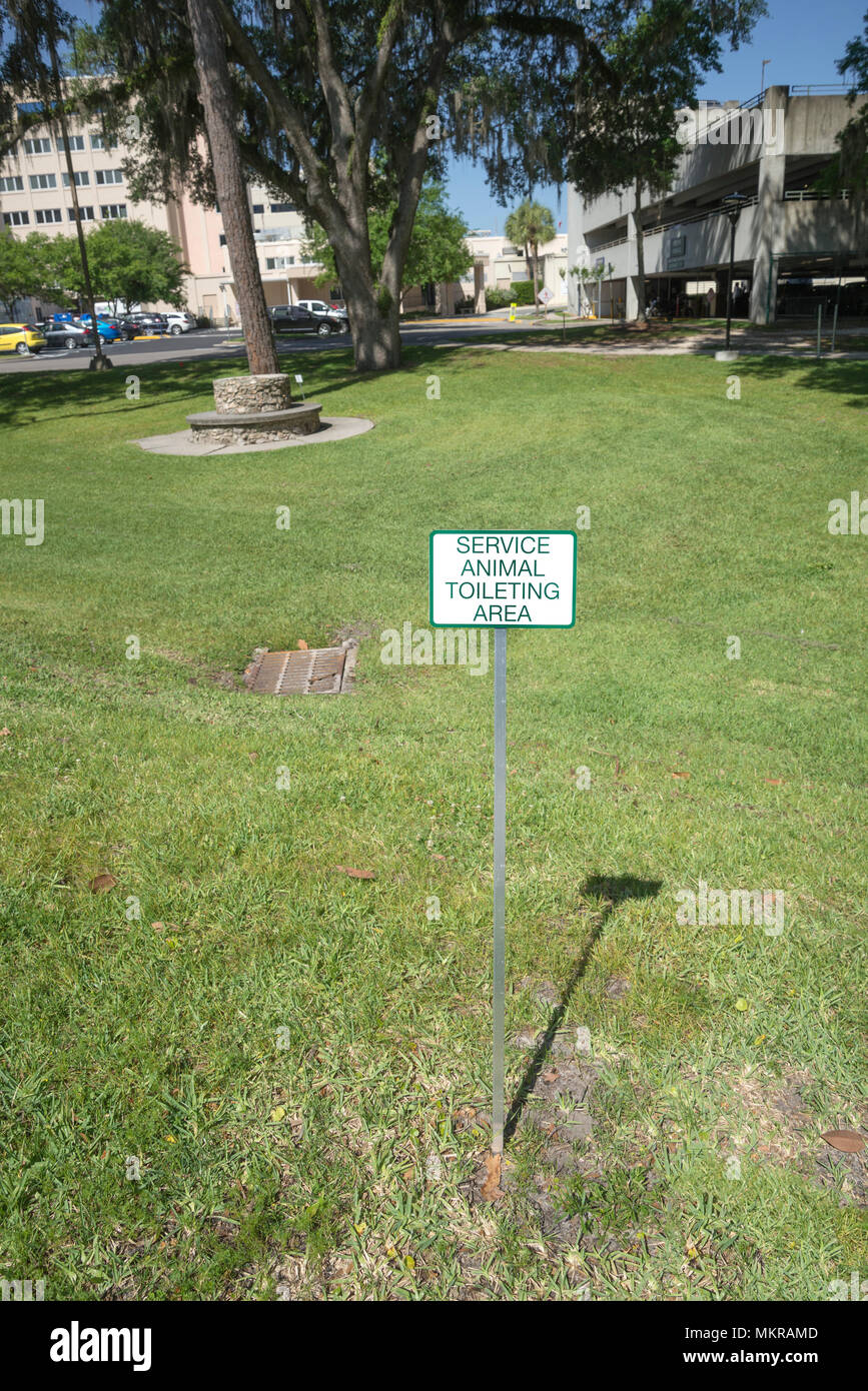 Animale da assistenza dog walk in ospedale. Foto Stock