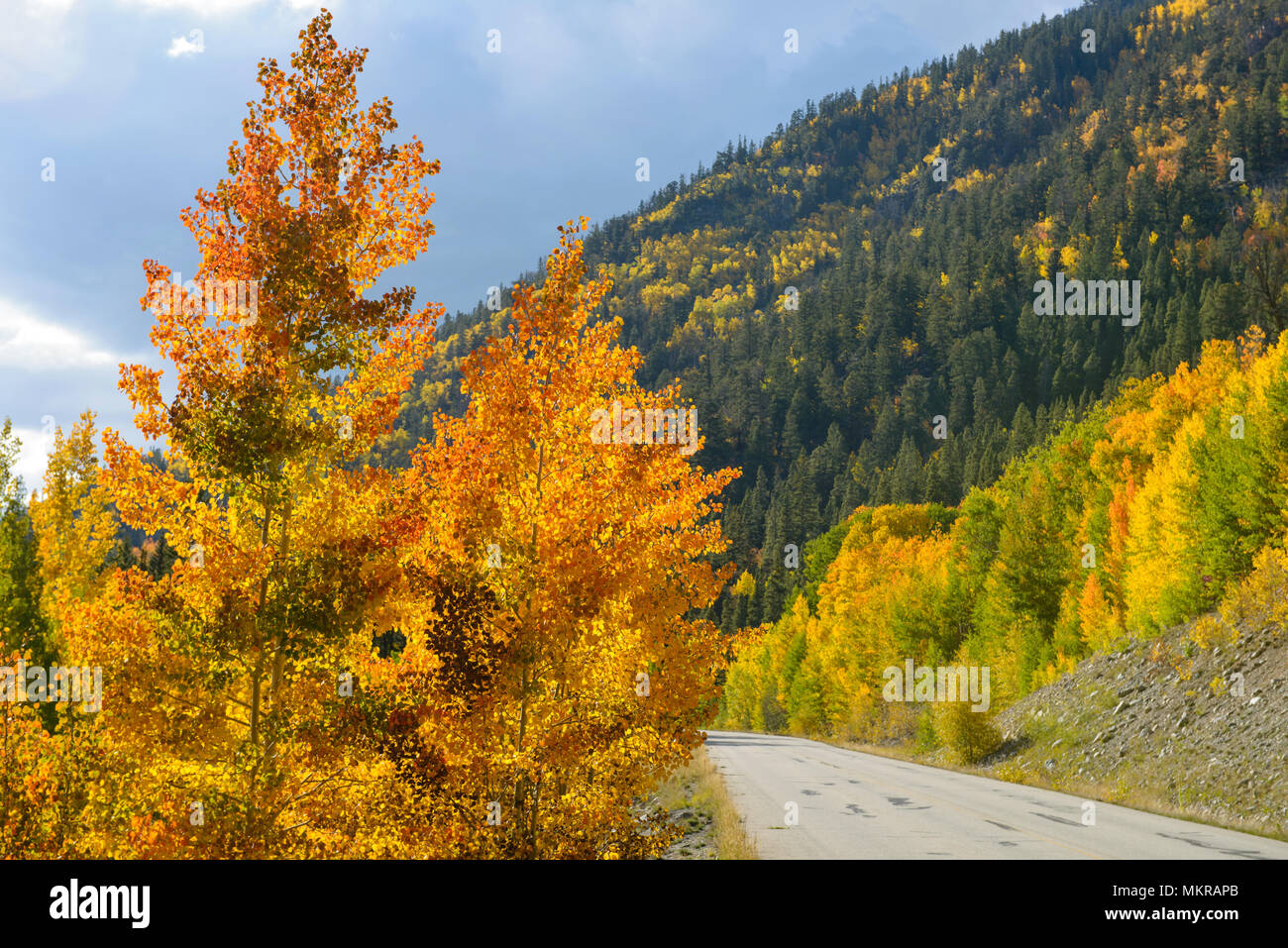 'Bruciare' Aspen - colorata retro-illuminato autunno Aspen alberi sul lato di pioppi neri americani passano, Crested Butte, Colorado, STATI UNITI D'AMERICA Foto Stock