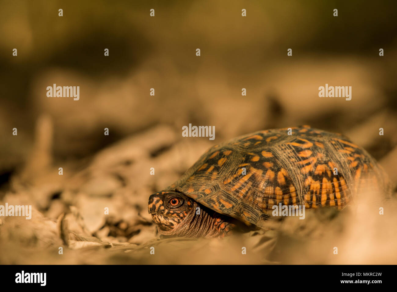 Un maschio di tartaruga scatola (Terrapene carolina) di appoggio in foglia secca figliata. È possibile raccontare la sua un maschio dai suoi occhi rossi. Foto Stock