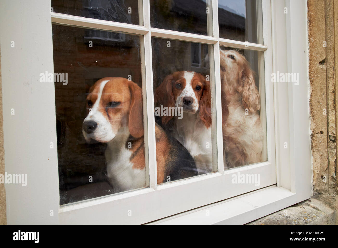 Tre cani nella finestra di una casa in Inghilterra, Regno Unito Foto Stock